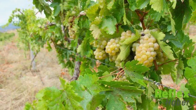Afşin'de Kabarcık Üzümü İ̇çin Bağ Bozumu Mesaisi Başladı