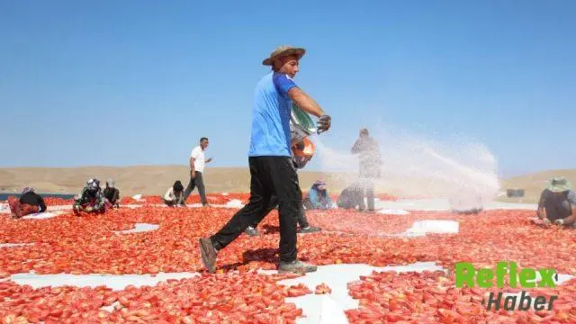 Elazığ’da tarım işçilerinin sıcak altında 12 saatlik hasat mesaisi