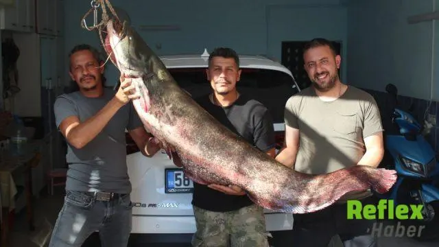 Kızılırmak’ta oltaya takılan 1,90 metrelik yayın balığı şaşırttı