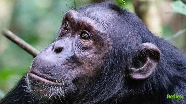 Uganda’da Şempanze Savaşı Patlak Verdi Evrimsel Kökenler Yeniden Tartışılıyor