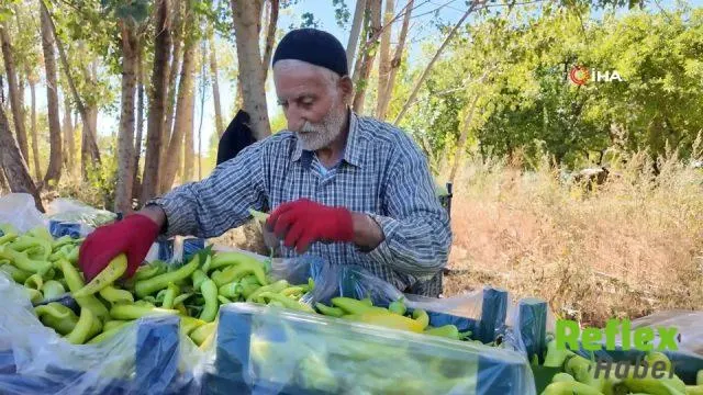 86 yaşındaki Ahmet Can, Erciş’te üretimiyle ailesine ve işçilere kazanç sağlıyor