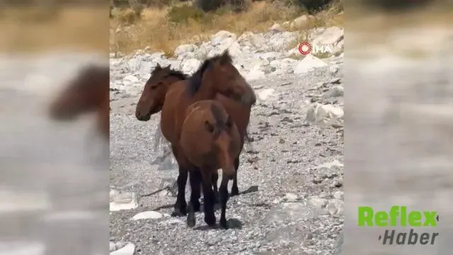 Van Gevaş'ta Yılkı Atları Doğada Görüntülendi