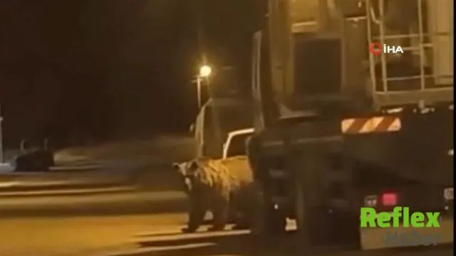 Saraydüzü ilçe merkezine inen ayı araçların arasında görüntülendi | VİDEO