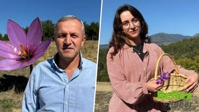 Safranbolu Tarlalarında Mor Hasat Başladı: Kilogramı 800 Bin Lira