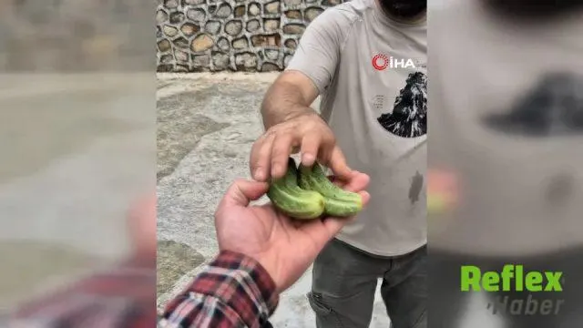 Rize’de Çay Hasadı İ̇çin Elektrikli Araçla Teleferik Kurtarıldı