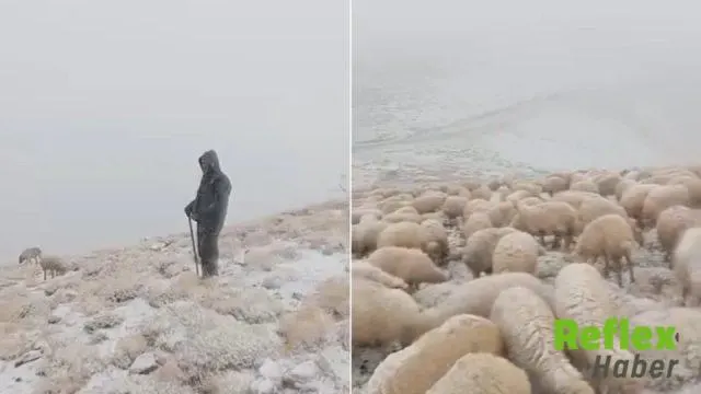 Tunceli'nin Yüksek Kesimlerinde Koyunlar Kar Altında Otladı