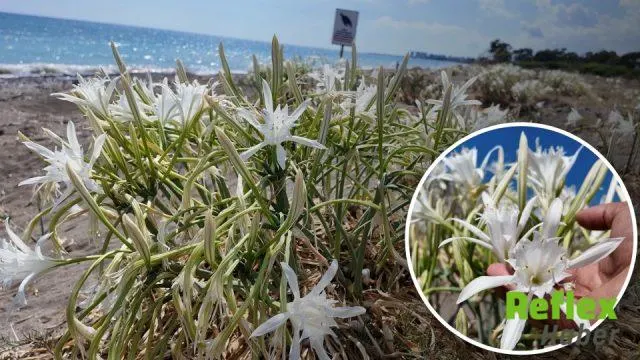 Mersin Sahillerindeki Kum Zambakları İ̇çin 3 Milyon 496 Bin Liralık Uyarı