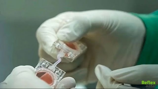 Uzayda Üreme Araştırması Yeni Aşamaya Geçti