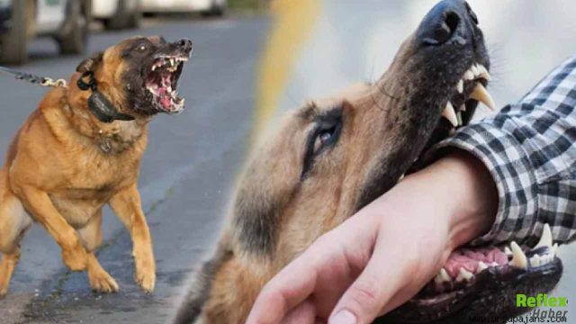 Van’da Köpek Saldırısında 5 Yaşındaki Çocuk Hayatını Kaybetti