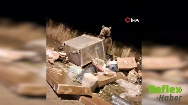 Sarıkamış Sokaklarında Boz Ayı Hareketliliği Kamerada