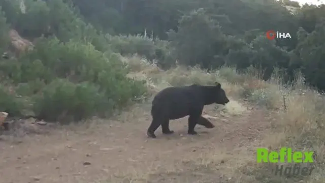 Çankırı Ormanlarında Yiyecek Arayan Ayı Fotokapana Takıldı