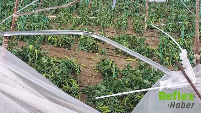 Manavgat’ta Hortum 15 Dönümlük Serada Hasara Yol Açtı