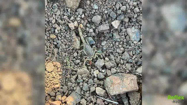 Vişne Bahçesinde Korkutan Olay! Akrep Sokan İşçi Hastaneye Kaldırıldı