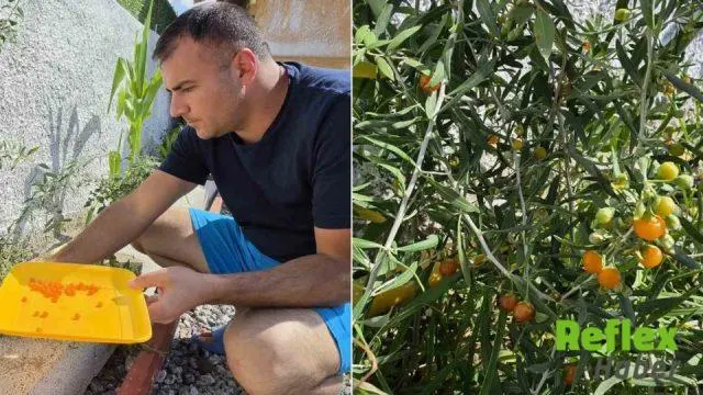 Tatvan’da Goji Berry İ̇çin İ̇lk Hasat Sevinci