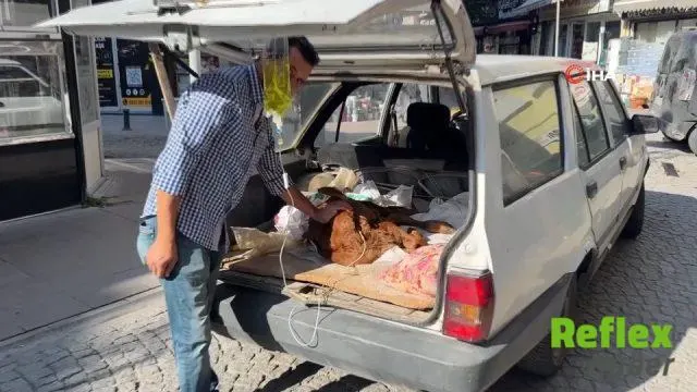 Eskişehir’de hastalanan buzağısını otomobilin bagajında kliniğe götürdü