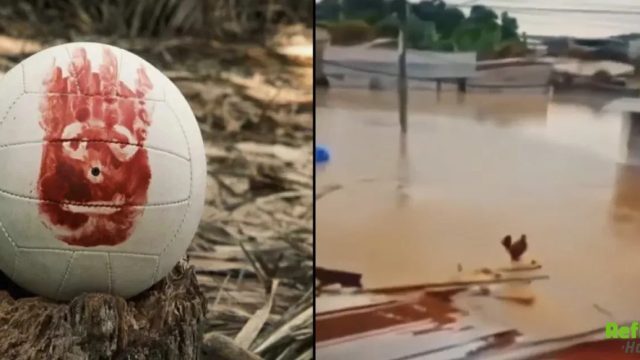 Wilson Tavuk Olayı Nedir? Gerçek Mi?