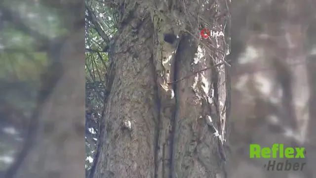 Elazığ'da Ceviz Ağacındaki Sincapların Telaşı Gülümsetti
