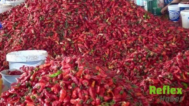 Kahramanmaraş’ta Maraş Biberi Hasadı Başladı, 12 Bin 500 Ton Bekleniyor