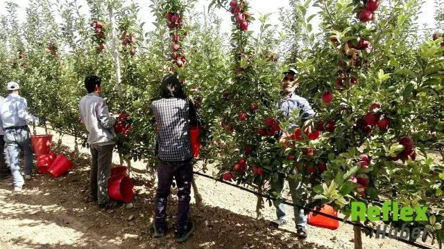 Yeşilhisar Elmalarında Hasat Sevinci Yeniden Yaşanıyor