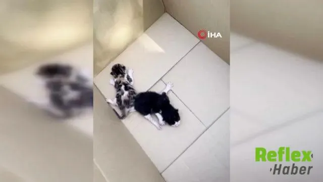 Diyarbakır’da Kaputta Doğan Yavru Kediler Kurtarıldı