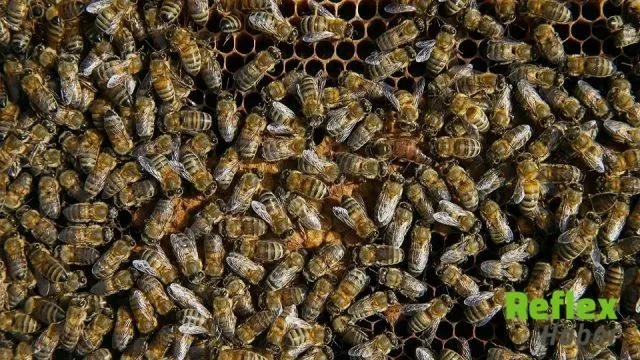 Arı Sokması Sonrası Hayati Tehlikeye Dikkat