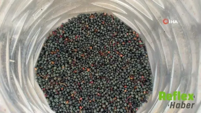 Akseki’de Menengiç Hasadı Toroslar’da Bereketle Başladı