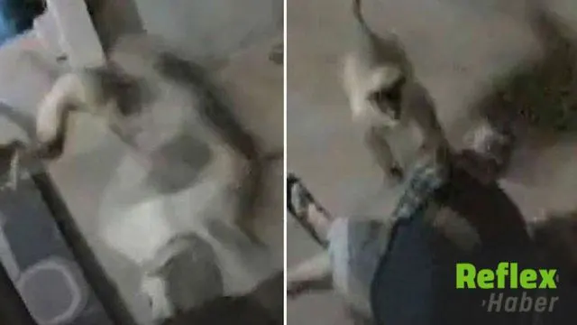 Maymun saldırısına uğrayan 91 yaşındaki kadın hayatını kaybetti