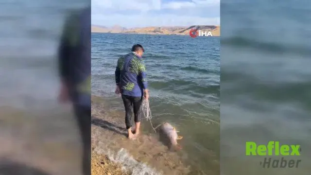 Keban Baraj Gölü’nde 30 kiloluk turna balığı mücadelesi kamerada | VİDEO İZLE