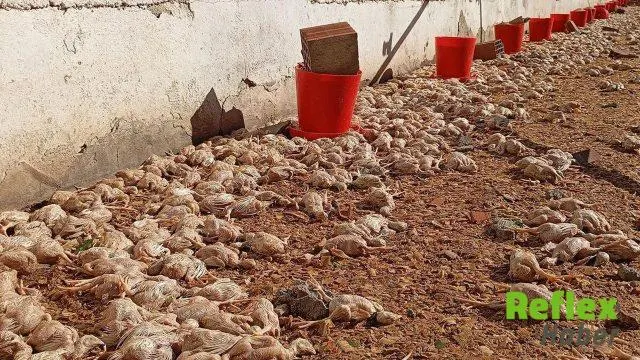 İ̇mamoğlu’nda Hortum İ̇ki Tavuk Çiftliğini Vurdu