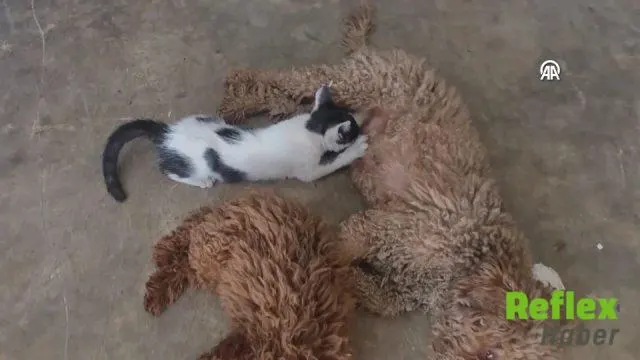 Kepez'de Yavru Kedi Ve Köpeğin Şefkat Dolu Dostluğu
