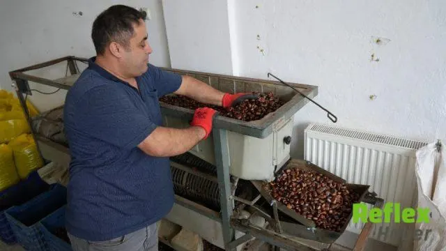 Doğanyurt’ta Kuzu Kestanesi Hasadı Bereketli Başladı