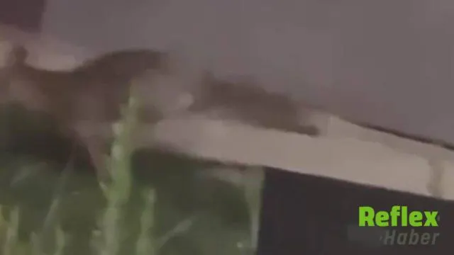 Doğukent Sokaklarında Gece Görülen Tilki Kamerada