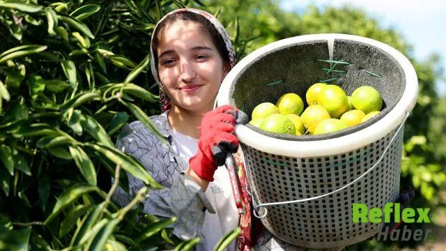 Adana’da Mandalina Hasadı Başladı, Kilogramı 8-10 Liradan Alıcı Buluyor