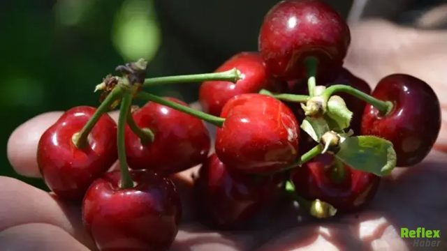 Yedikleri Kiraz Kabusa Döndü! Yaşlı Çiftten Bir Acı Haber Geldi