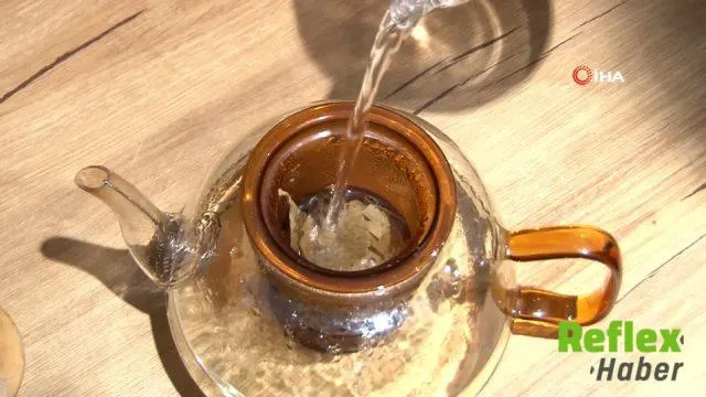 Hiroşima'dan Sağ Çıkan Mabet Ağacı Sınav Hazırlığındaki Öğrencilerin Gündeminde