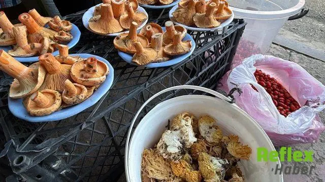 Bolu Ormanlarında Kanlıca Mantar Bereketi Başladı