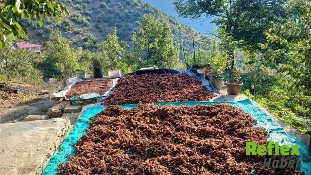 Andırın’da Geleneksel Sumak Hasadı Başladı