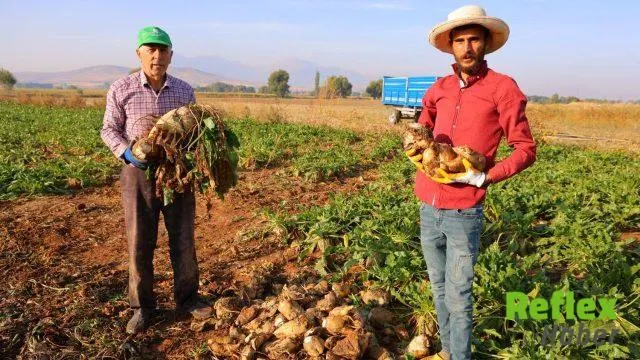 Kahramanmaraş'ta Şeker Pancarı Hasadı Elbistan'da Başladı
