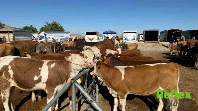 Elbistan Hayvan Satış Yeri Şap Tedbiriyle Kapatıldı