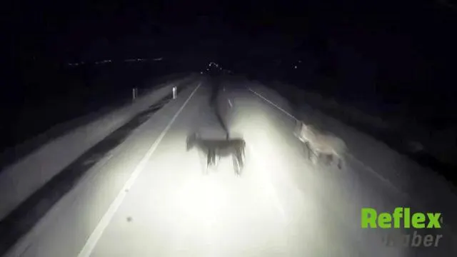 Adıyaman'da Tırın Eşeklere Çarpması Kameraya Yansıdı