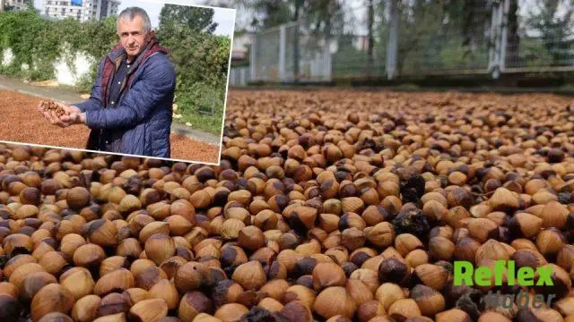 Ordu’da Fındık Üreticisinin Yağışla Mücadelesi Sürüyor