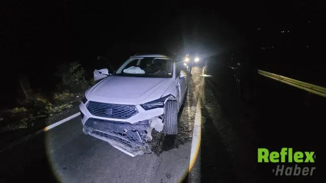 Tunceli-Erzincan Yolunda Cipin Çarptığı Ayı Öldü