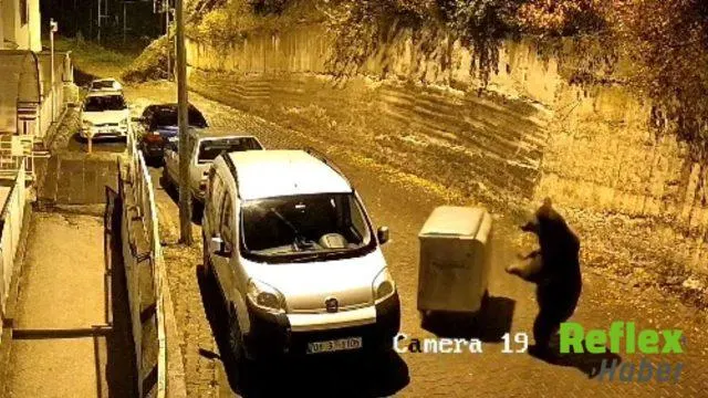 Kızılcahamam'da Ayının Konteynerle Gece Yarısı Oyunu