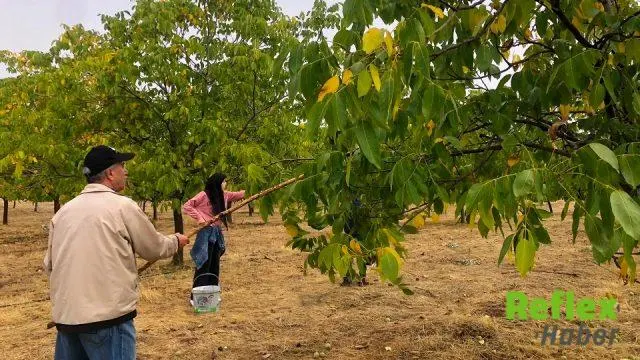 Solhan’daki 150 Dönümlük Ceviz Bahçesinde 6 Tonluk Hasat Beklentisi
