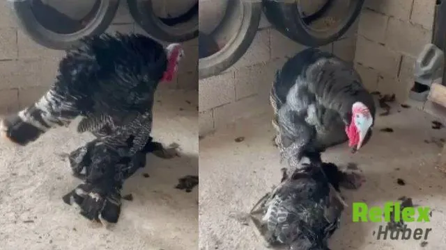 Gaziantep'te Erkek Hindinin Dikkat Çeken Bekleyişi