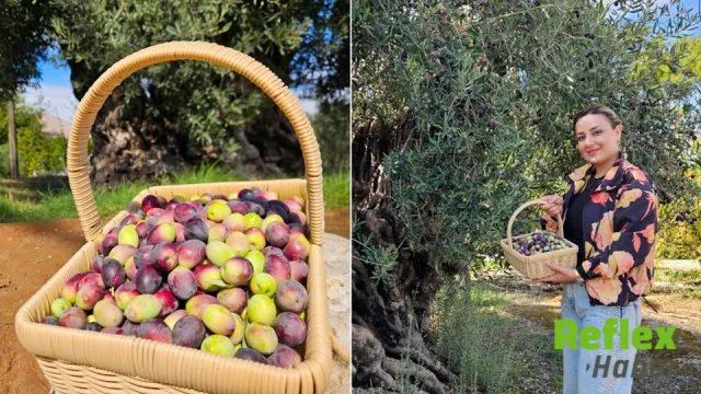 Akhisar’dan Antalya’ya Taşınan 1200 Yıllık Zeytin Yeniden Ürün Verdi