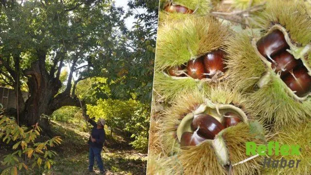 Ödemiş Yaylalarında Kestane Hasadı Avrupa Yolunda