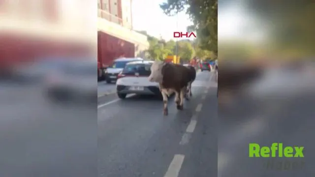Ataşehir’de İ̇nekler Trafiğin Ortasında İ̇lerledi